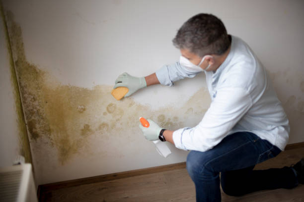 Best Basement Mold Removal  in Lynchburg, OH