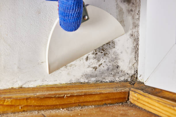 Best Mold Documentation for Insurance Claims  in Lynchburg, OH