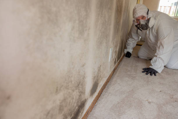 Best Mold-Related Health Consultation  in Lynchburg, OH